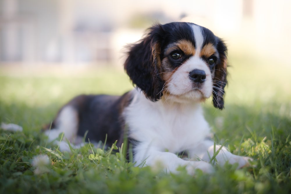 Um Cavalier King Charles Spaniel, filhote ou adulto, é sociável e ama ficar com a família