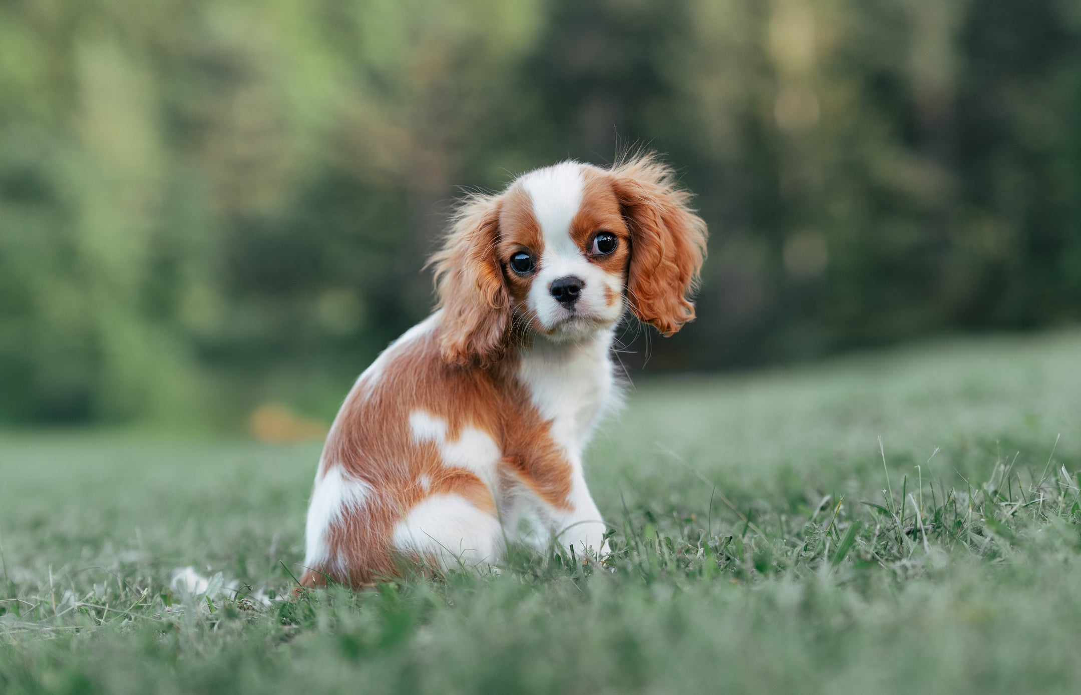 O crânio reduzido do Cavalier King Charles Spaniel provoca dores no animal