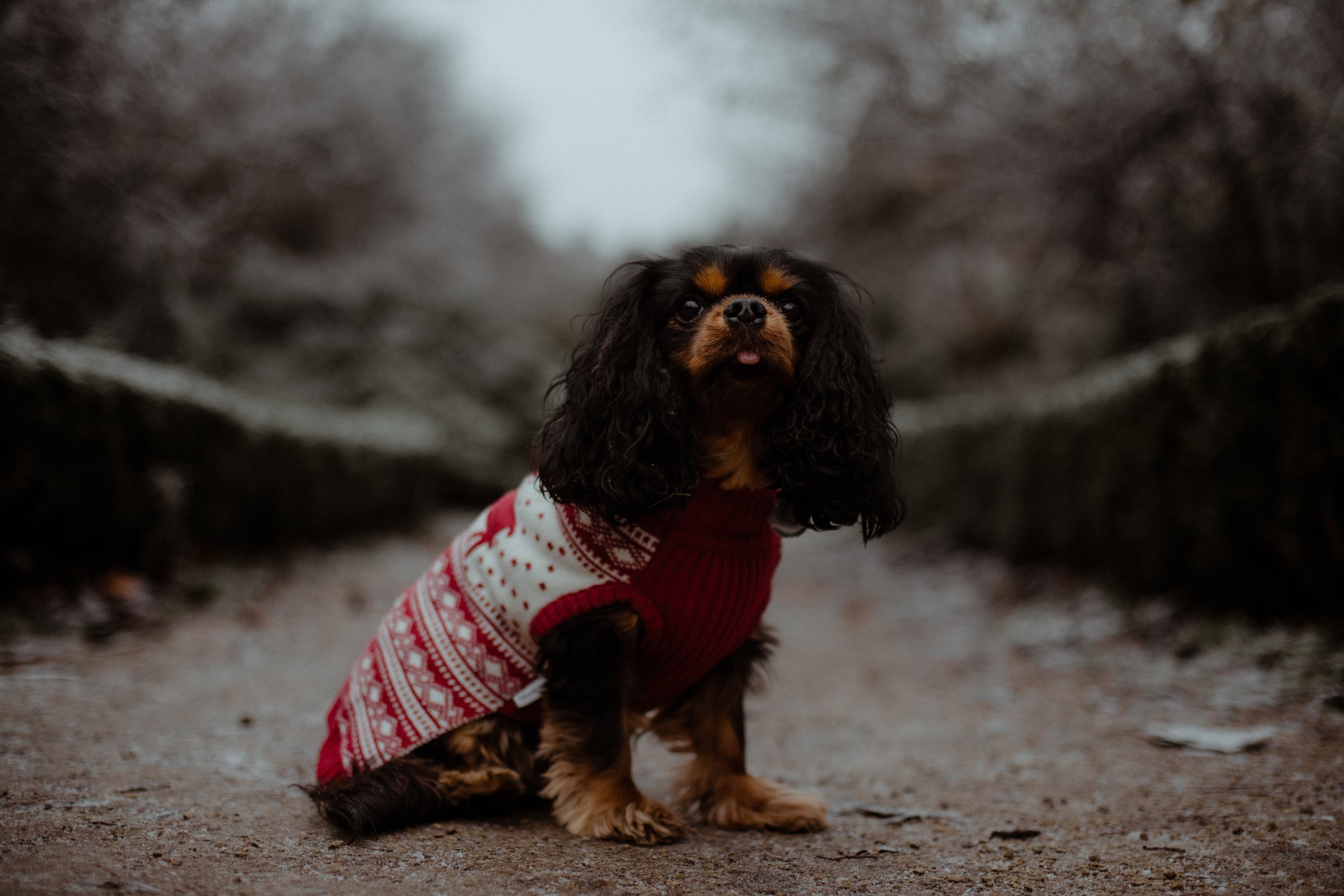 O Cavalier King Charles Spaniel é uma das raças de cachorro mais serenas