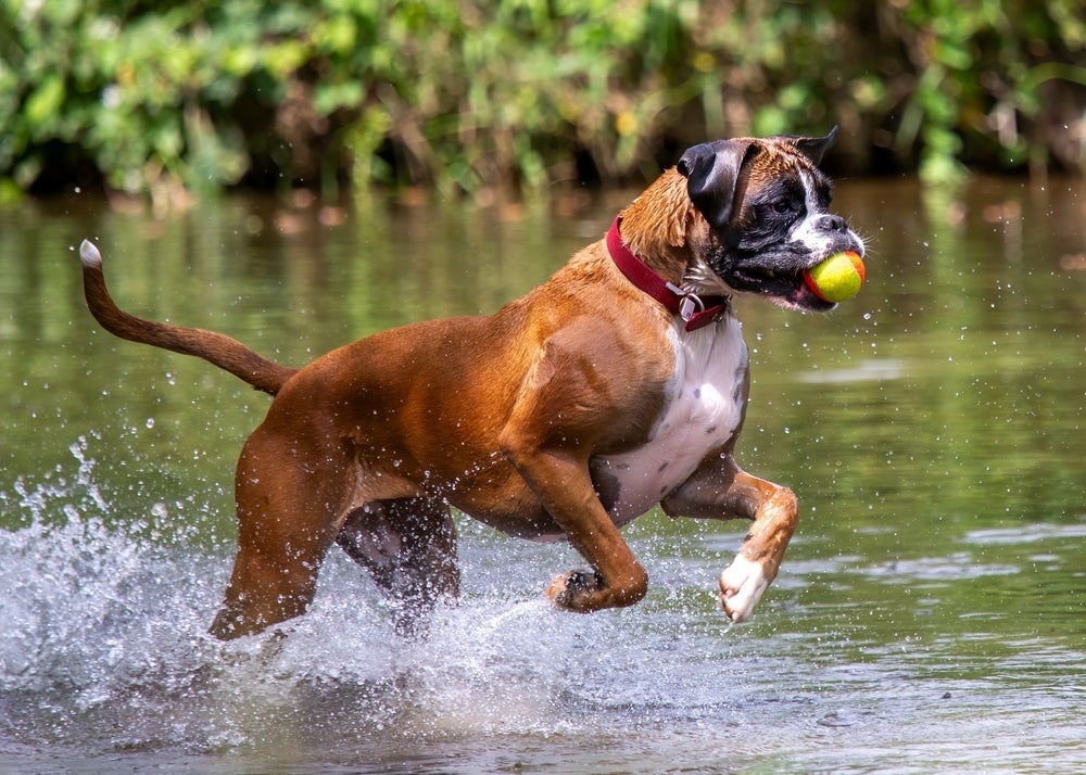 O Boxer é cheio de amor e energia para oferecer