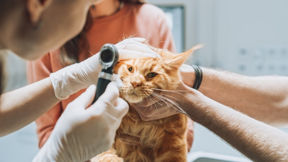 Para prevenir a cegueira em gatos é importante levar o bichano periodicamente ao veterinário.