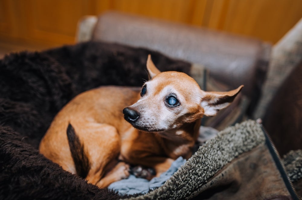 A cegueira repentina em cachorro deve ser avaliada por um veterinário oftalmologista