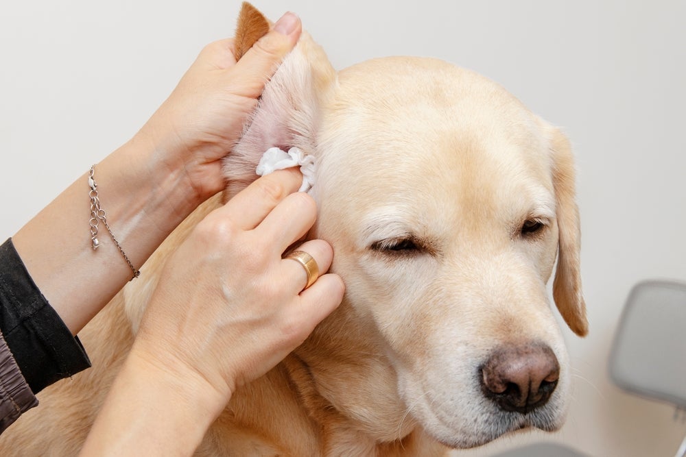 Otite canina pode ser a causa de cera escura no ouvido do cachorro