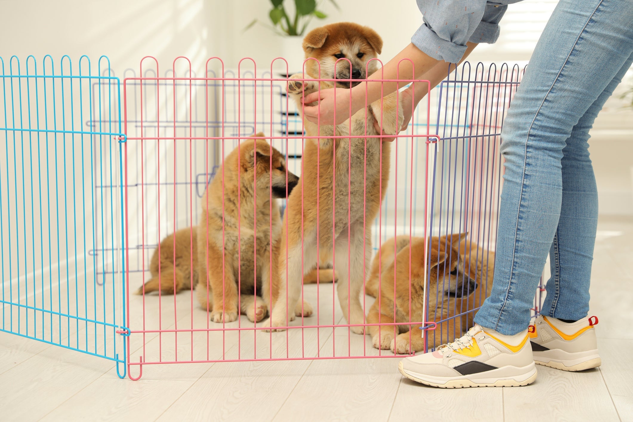 Cercadinho para cachorro deve ser usado com associações positivas, como brinquedos
