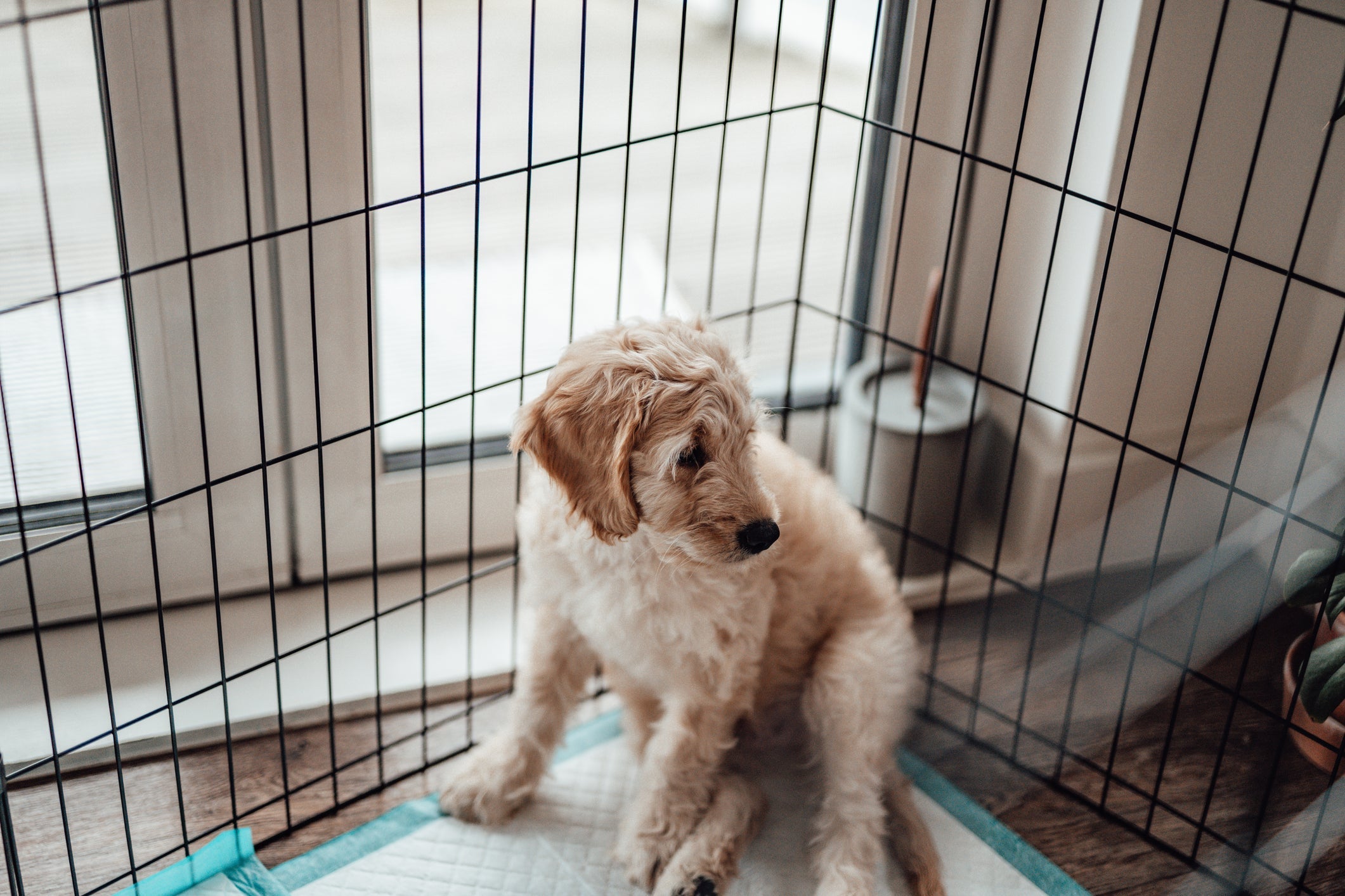 Cercados para cachorro devem ser apropriados ao tamanho do pet