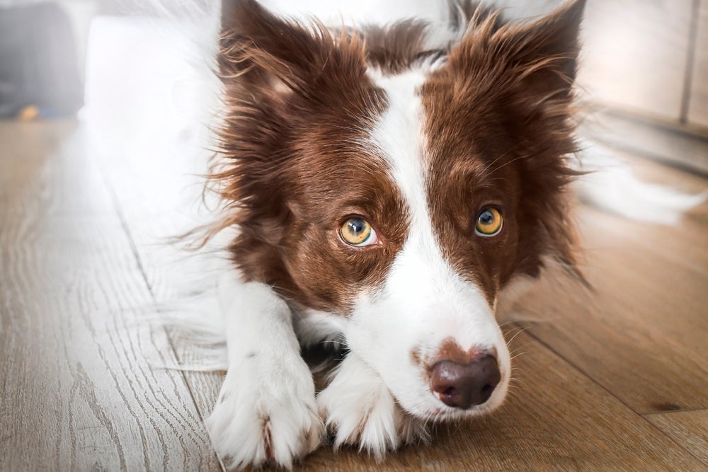 O cérebro dos cachorros mais inteligentes tem um tamanho menor, segundo pesquisa