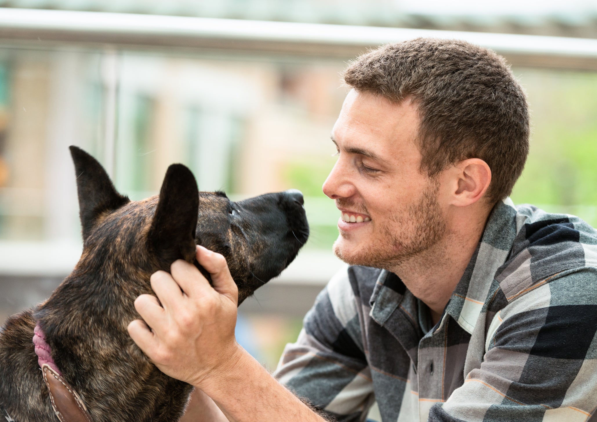 O cérebro de um cachorro se conecta com o dos humanos
