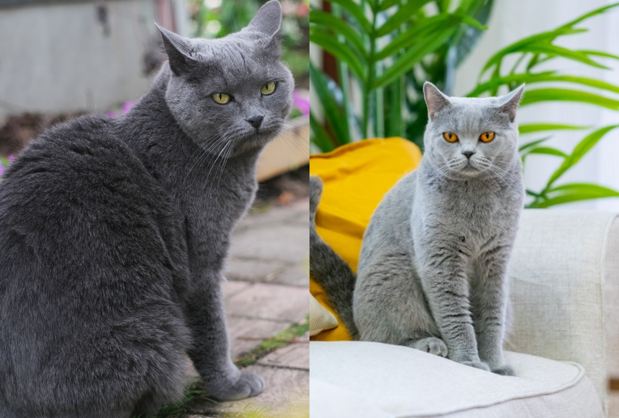 O gato de pelo Curto Inglês apresenta olhos mais chamativos que o Chartreux 