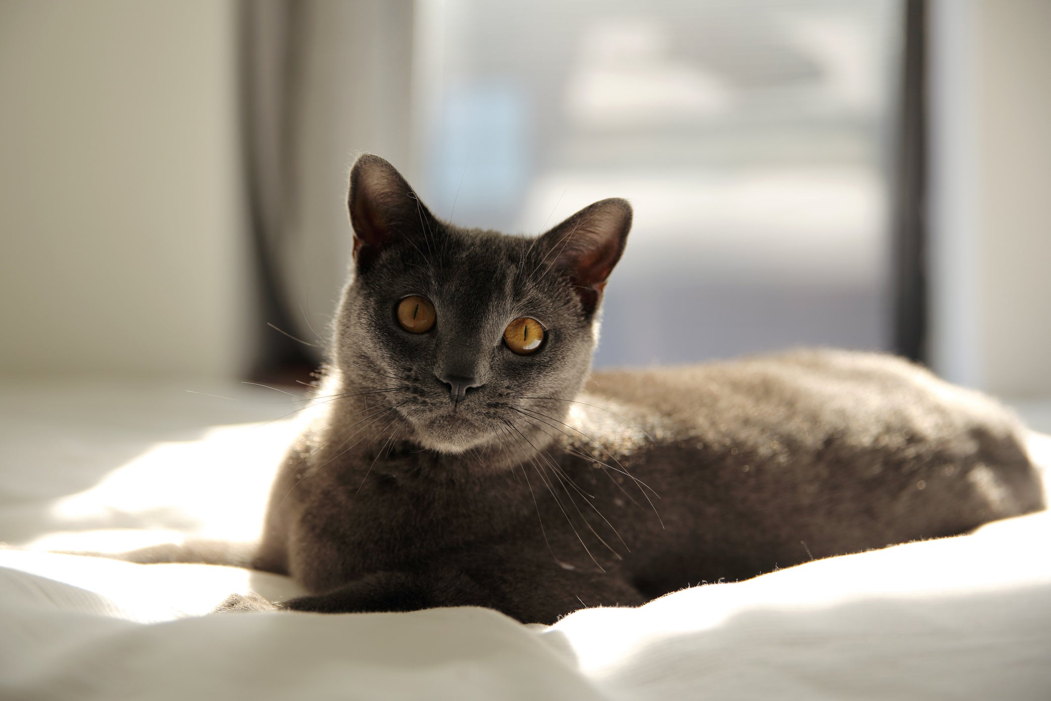 O gato Chartreux é uma das raças de gato mais fiéis