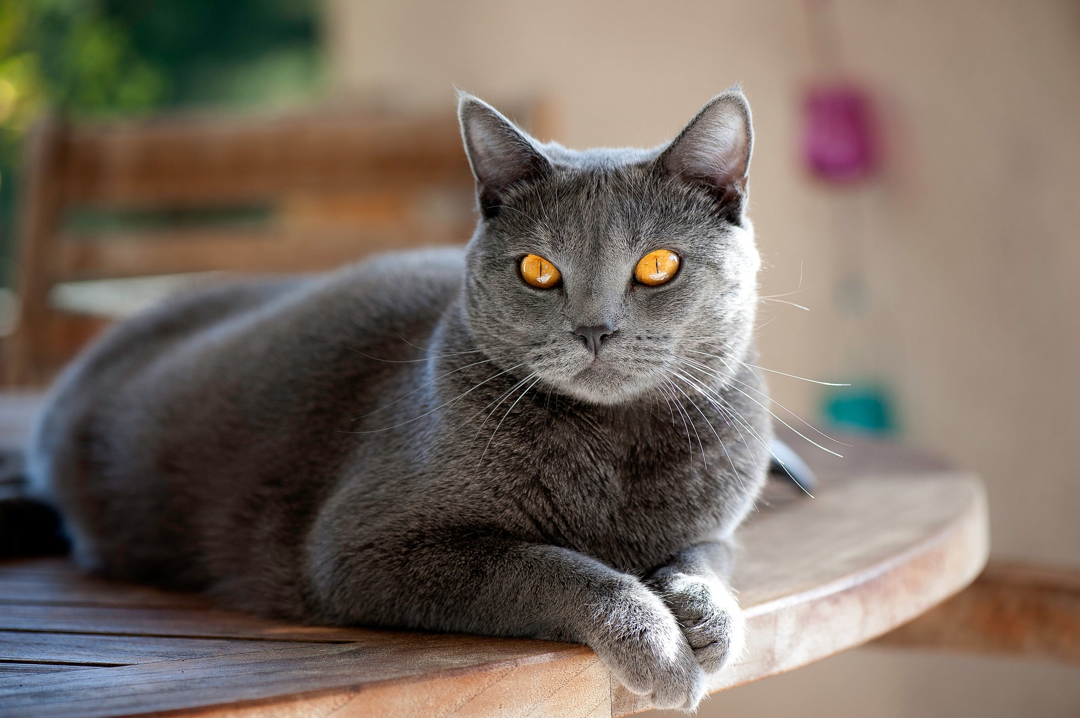 O Chartreux é uma raça encantadora