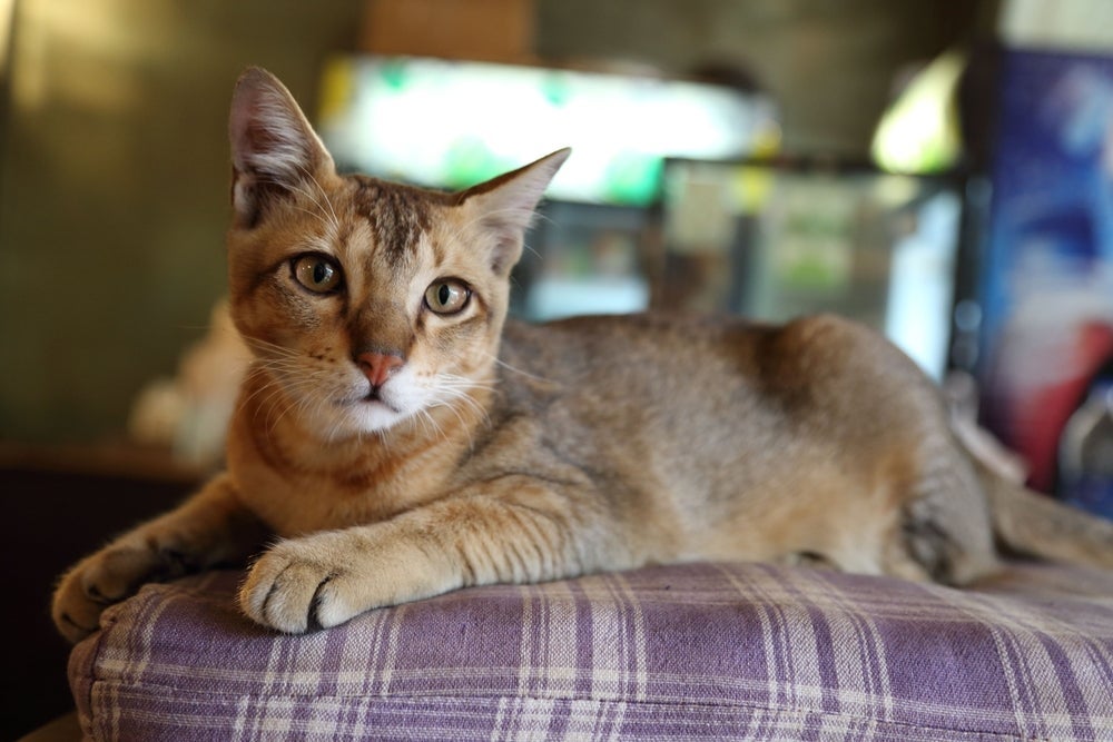O Chausie surgiu do cruzamento de um felino doméstico e um Gato-da-selva