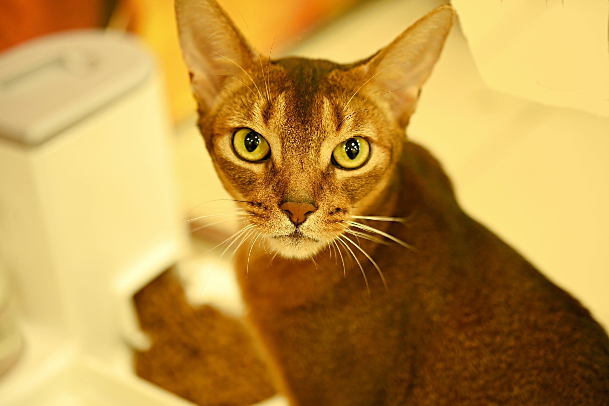 O Chausie é um gato híbrido que não adoece facilmente 
