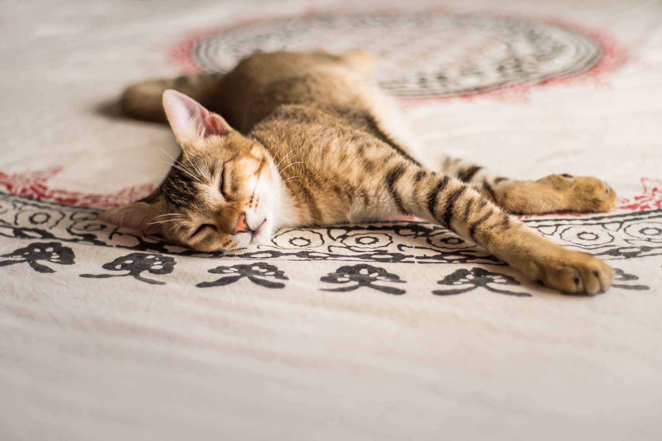 O Chausie é uma das raças de gato mais carinhosas
