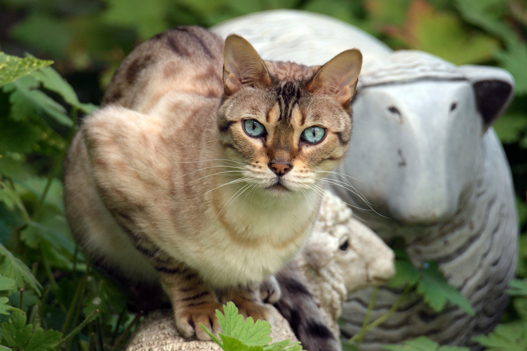 Chausie: gato híbrido tem um corpo bem resistente