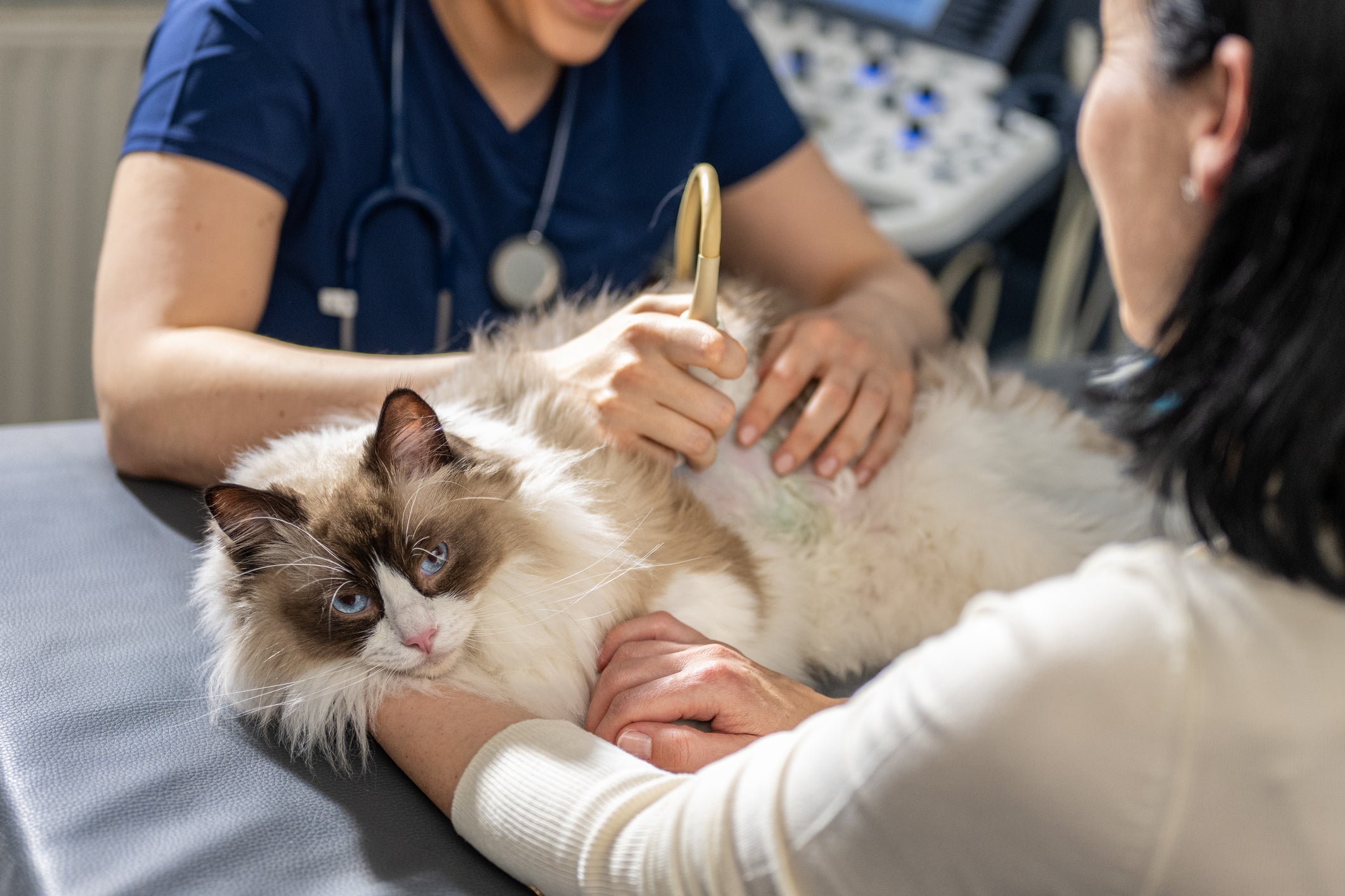 Hemograma, exame de urina e ultrassom são essenciais para confirmar o diagnóstico de doença renal em gatos