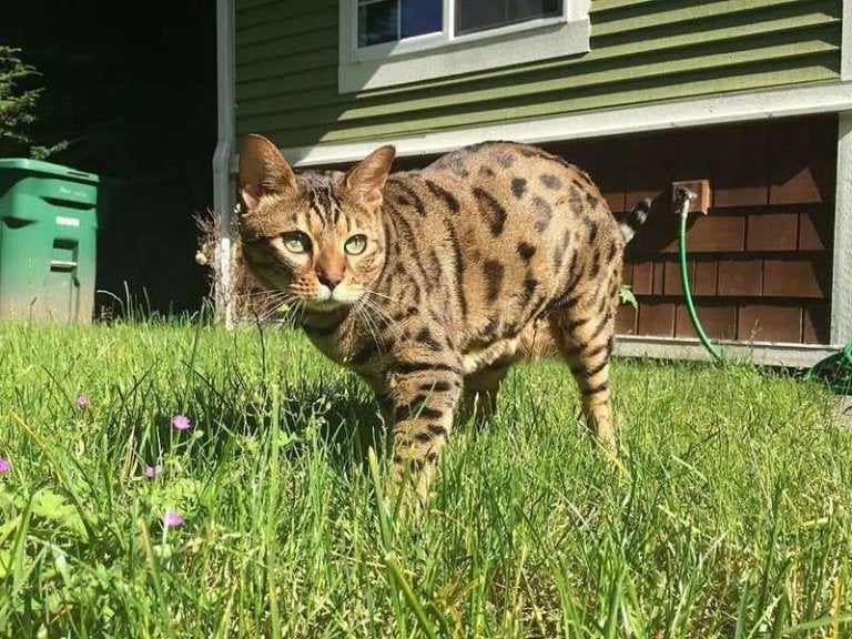 O Cheetoh é das raças de gato mais recentes (Créditos: Divulgação Catster)