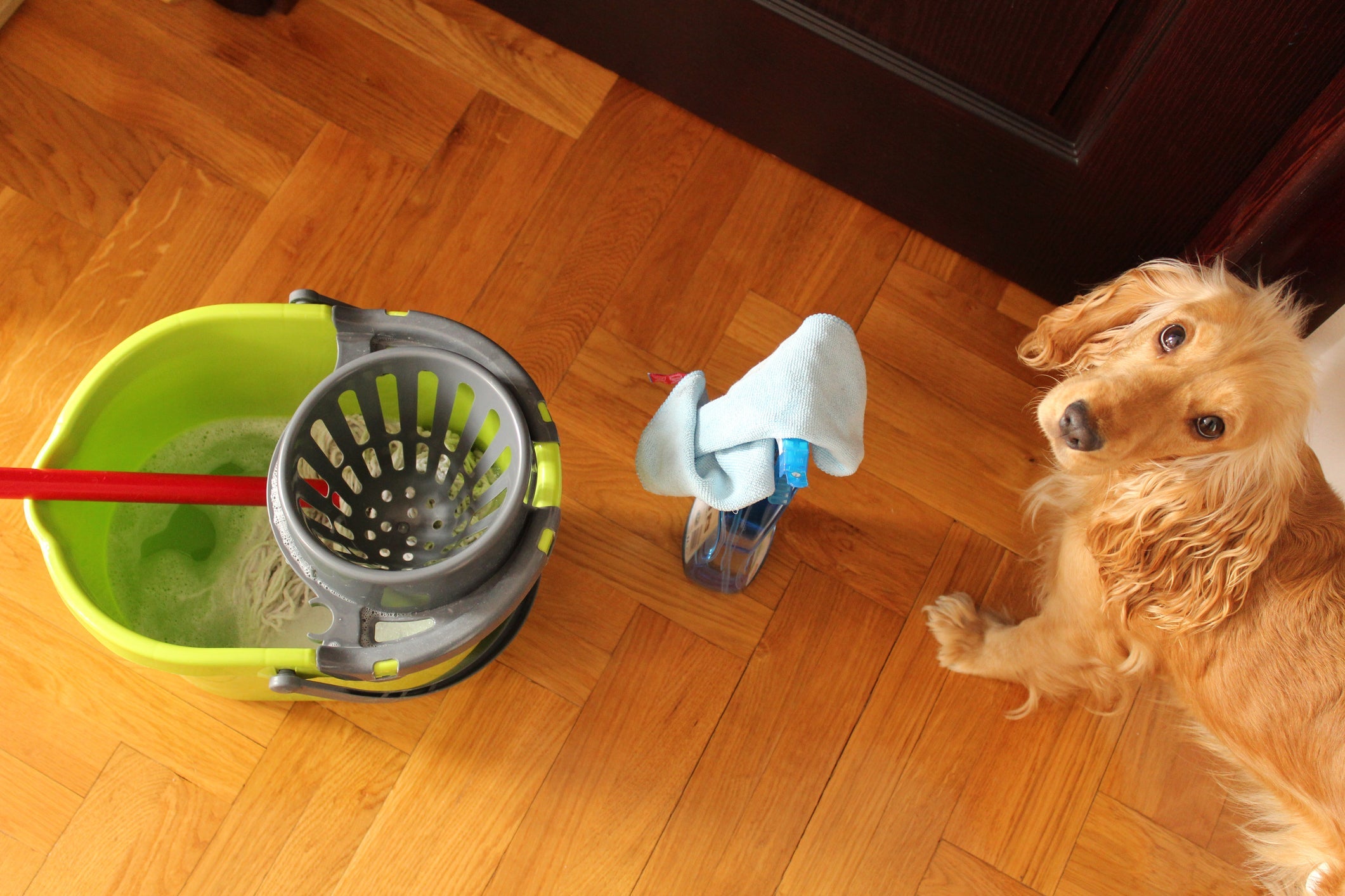 Cheiro que cachorro não gosta: álcool, produtos de limpeza e naftalina são alguns cheiros que podem causar bastante desconforto ao seu amigo