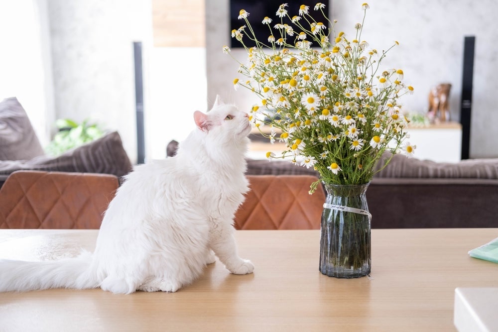 A exposição constante a odores fortes pode causar estresse e até mudanças de comportamento no gato