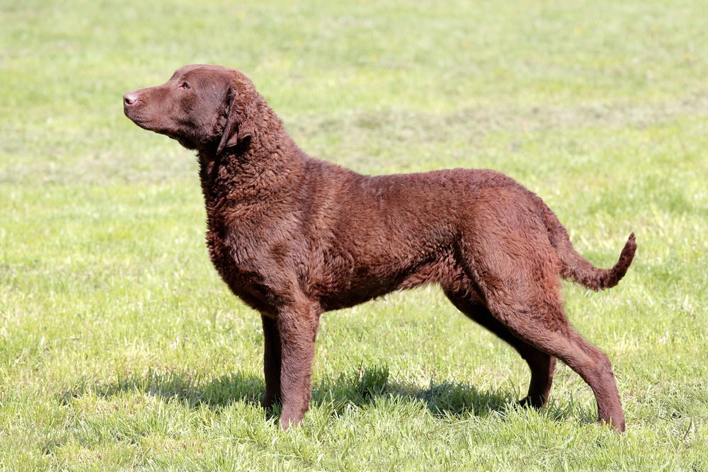 Chesapeake Bay Retriever é norte-americano e resultado de uma mistura com Terra Nova