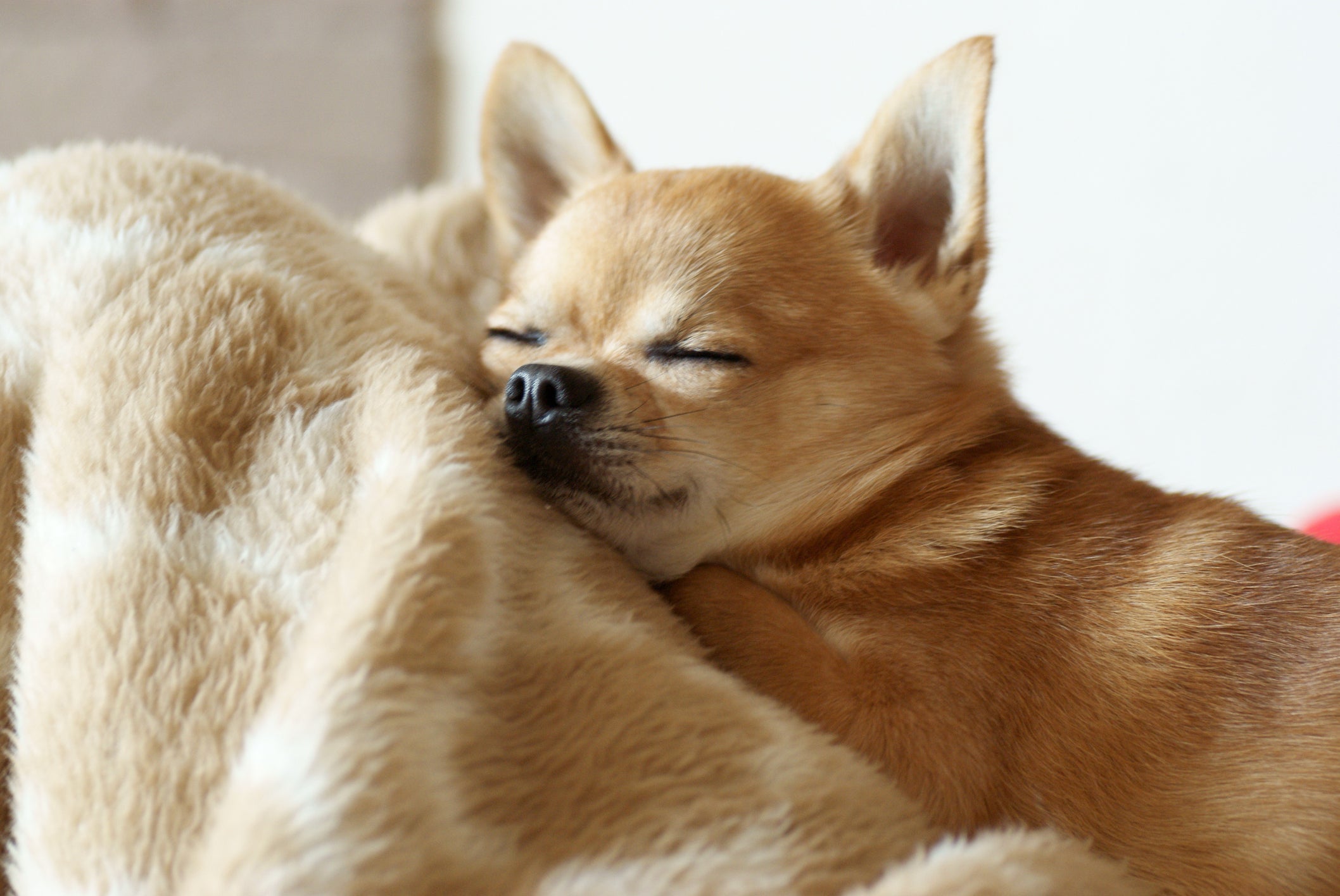 O Chihuahua não necessita de passeios muito longos na rotina