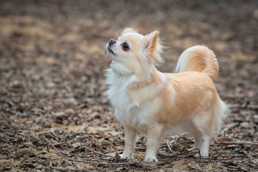 O que o Chiahuahua tem de tamanho, ele tem de teimosia