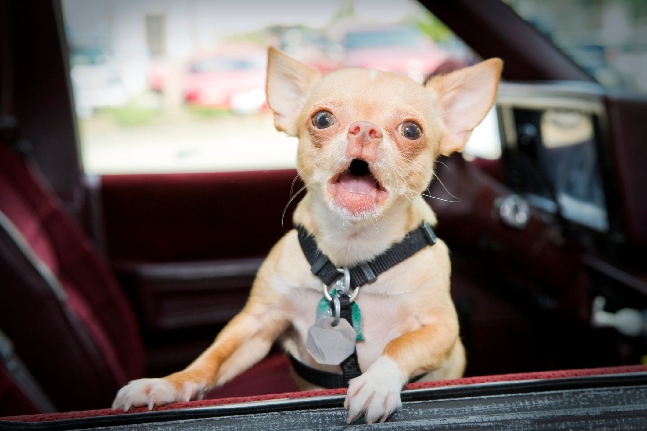 O Chihuahua é pequeno, mas adora latir
