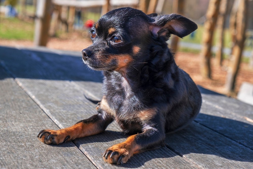 O Chihuahua é um cachorro de saúde resistente 