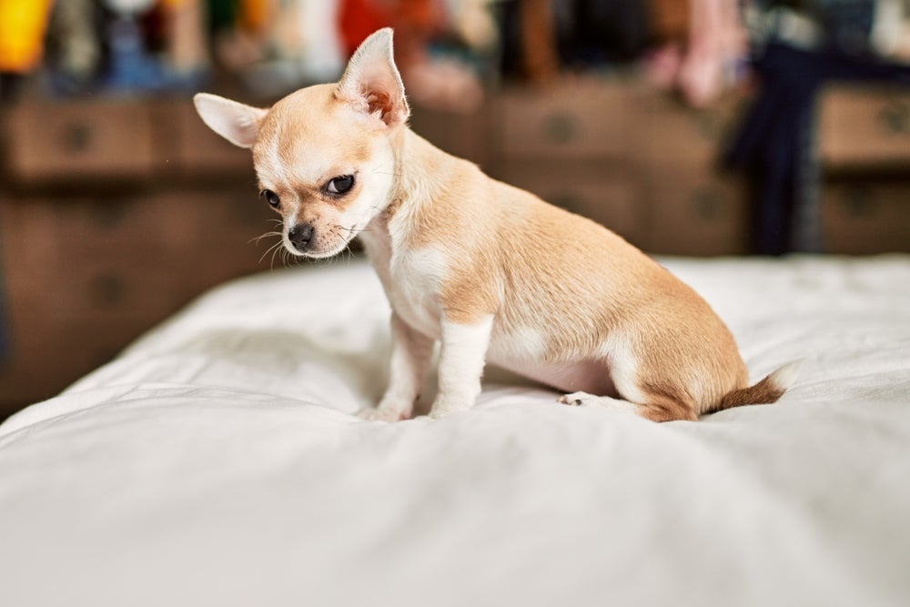 O Chihuahua é visto como um cachorro mal humorado por conta de seu jeitinho estressado