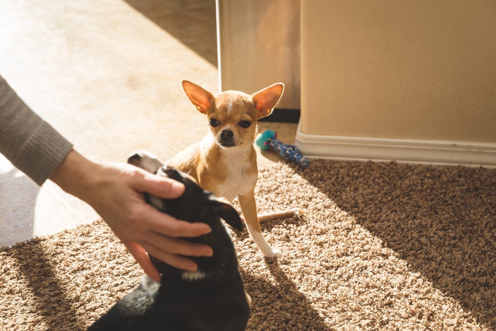 O Chihuahua é um cachorro ciumento e pode não lidar bem com "intrusos"