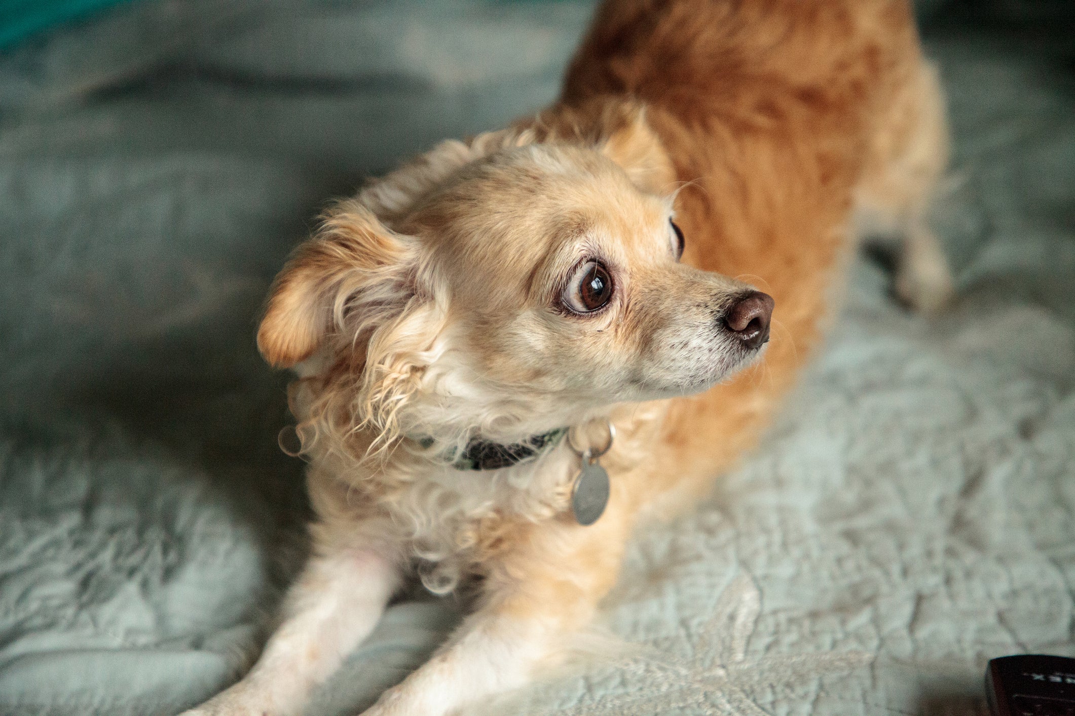 O Chihuahua é uma das raças de cachorro mais medrosas