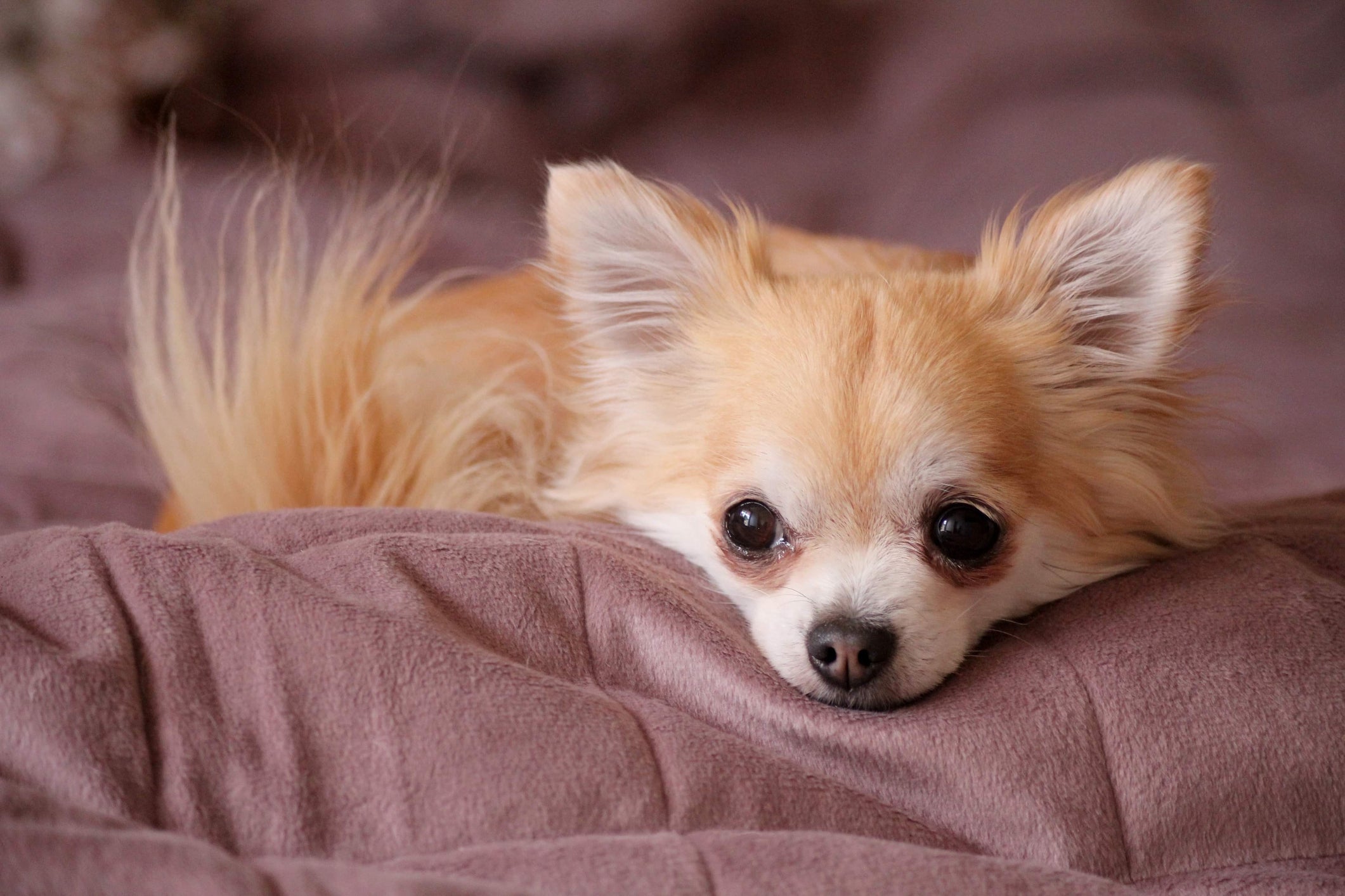 O Chihuahua é uma raça de cachorro pequeno extremamente leal