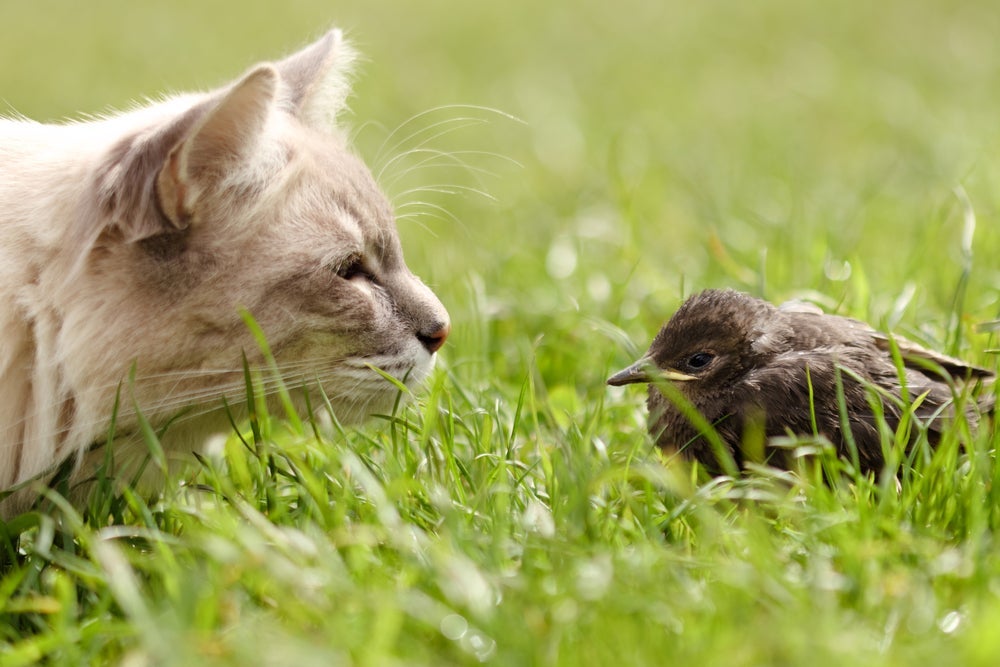 Barulhos de gatos podem ser usados para atrair pássaros e outros animais