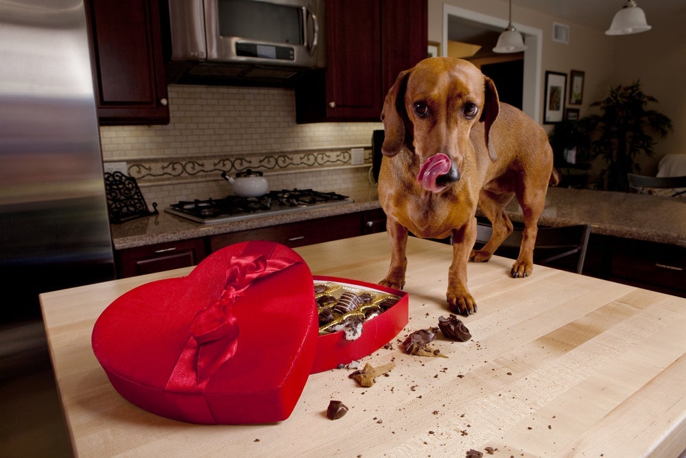  Não é indicado oferecer remédio caseiro para cachorro que comeu chocolate. Leve o pet imediatamente para uma clínica veterinária