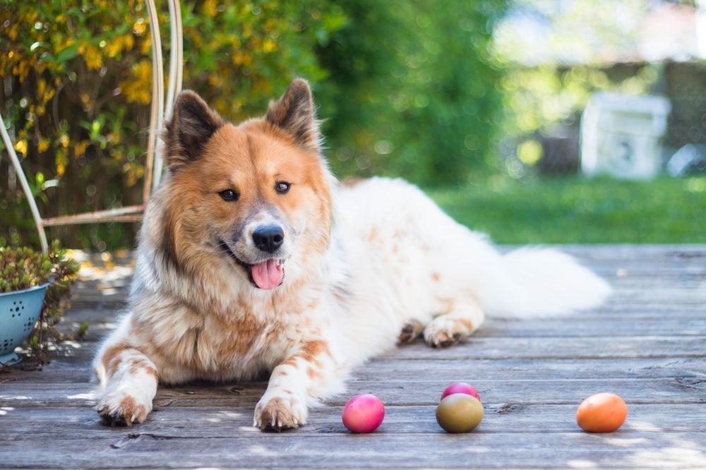 Existem opções de ovo de páscoa para cachorro que não levam chocolate