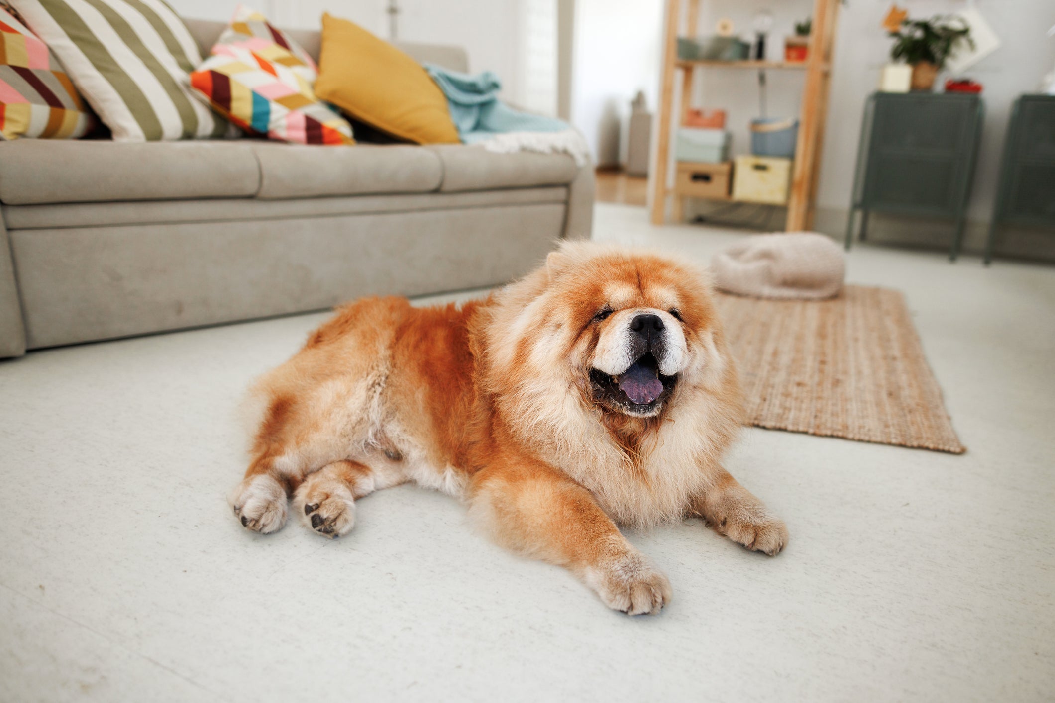 O Chow Chow aprecia momentos sozinho