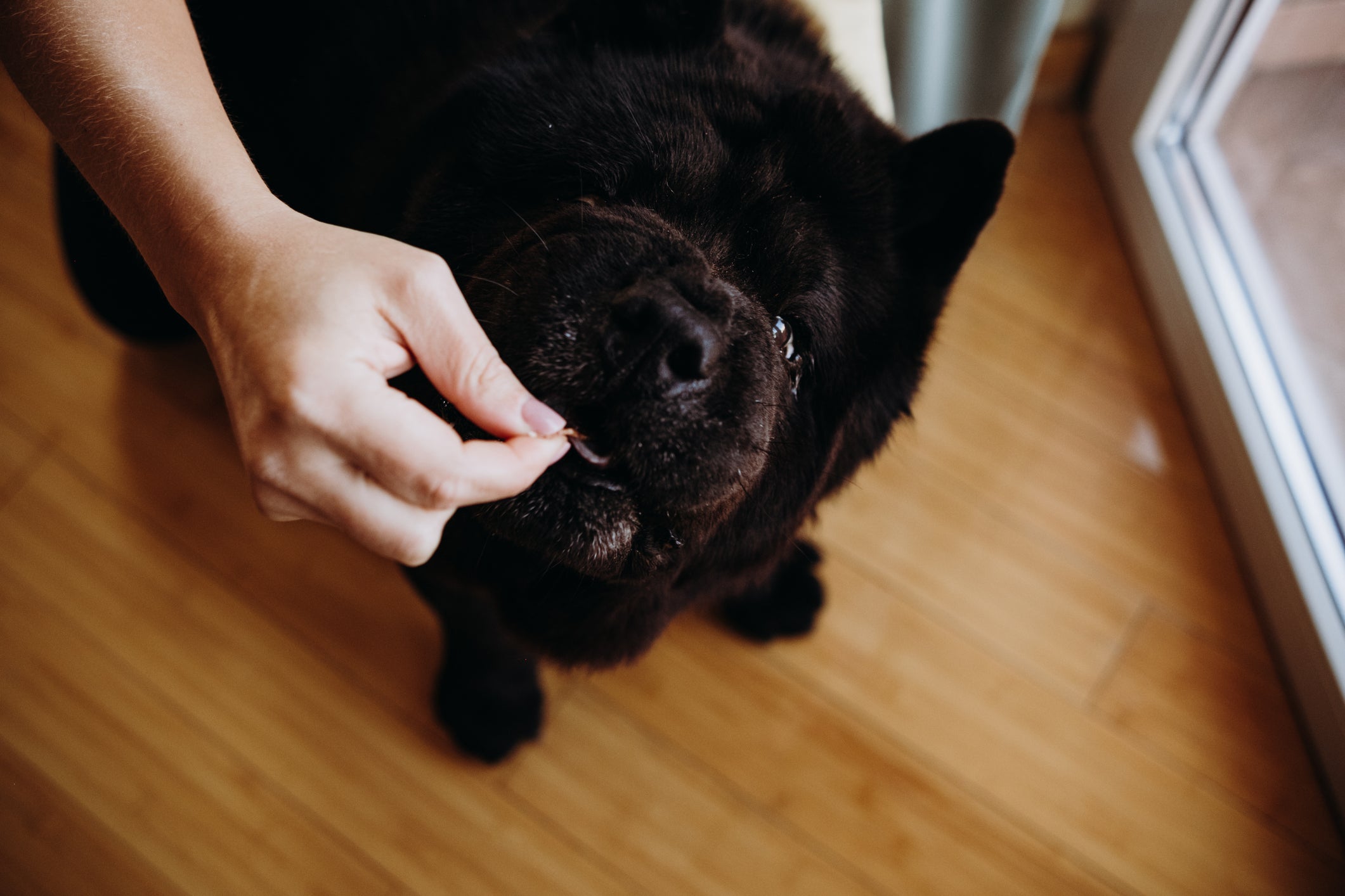 Reforços positivos são super bem-vindos no adestramento do Chow Chow