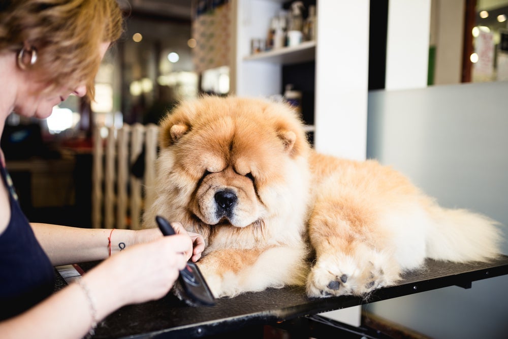 O banho em cachorro Chow Chow não é nada barato