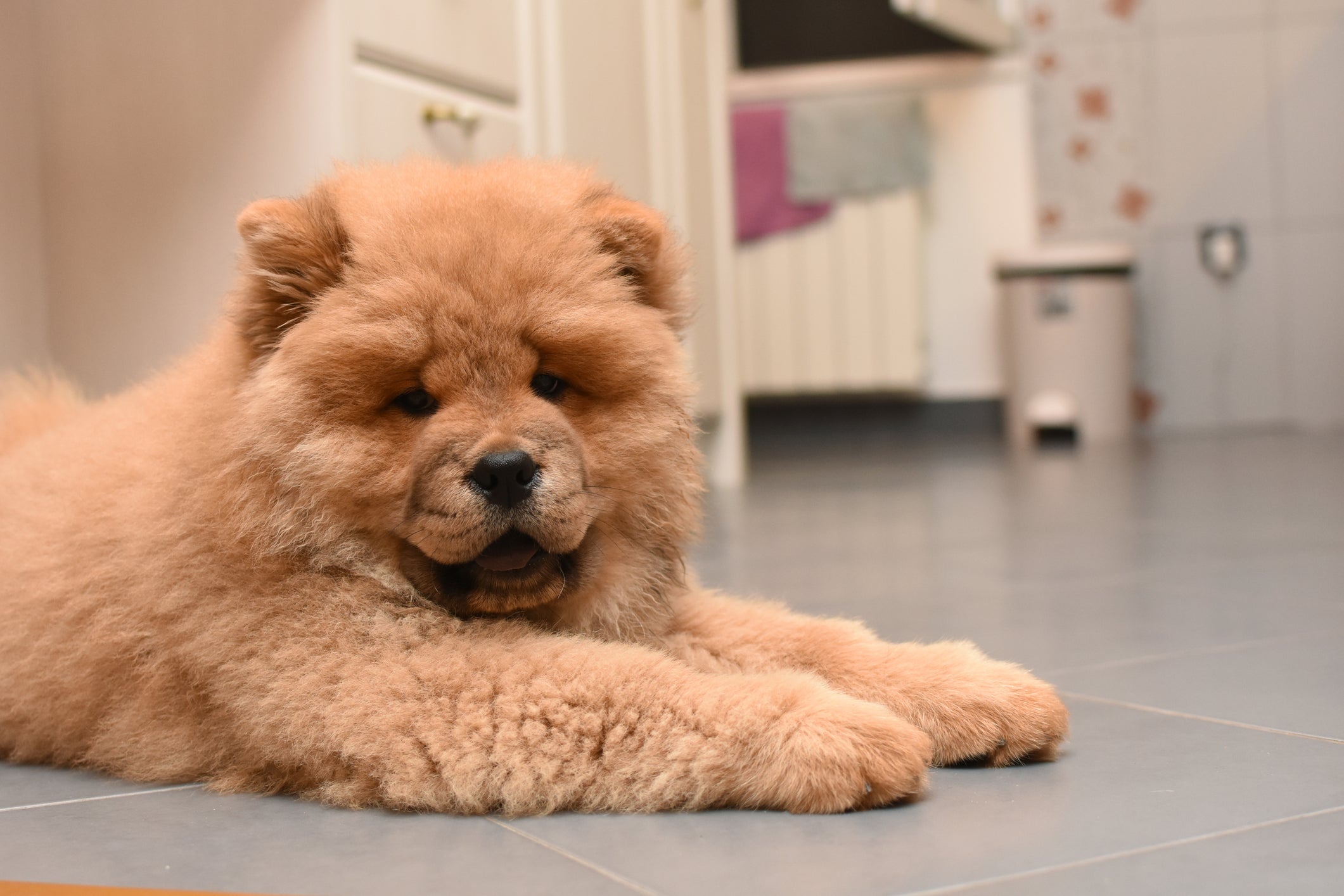 O Chow Chow é uma das raças de cachorro que parece um ursinho de pelúcia