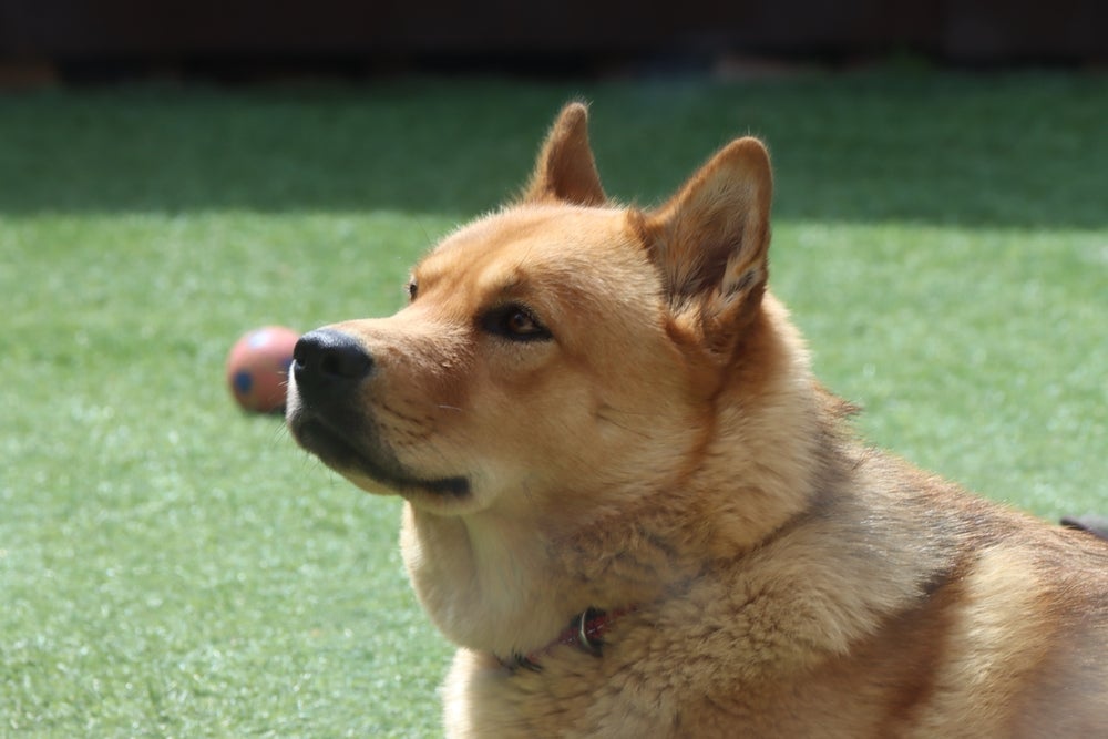 O Chowsky é um cãozinho cheio de energia
