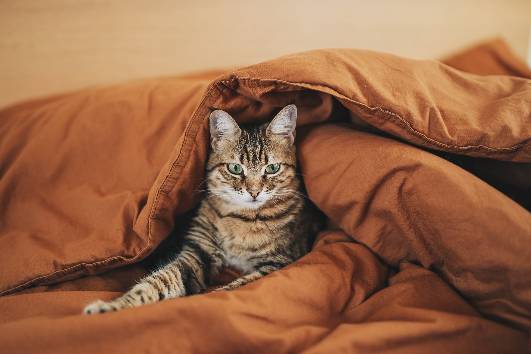 Gatos idosos sentem ainda mais frio e, por isso, você deve oferecer uma cama confortável e quentinha para eles
