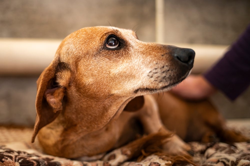 Um cachorro vacinado pega cinomose, mas os sintomas são brandos e o animal costuma se recuperar logo