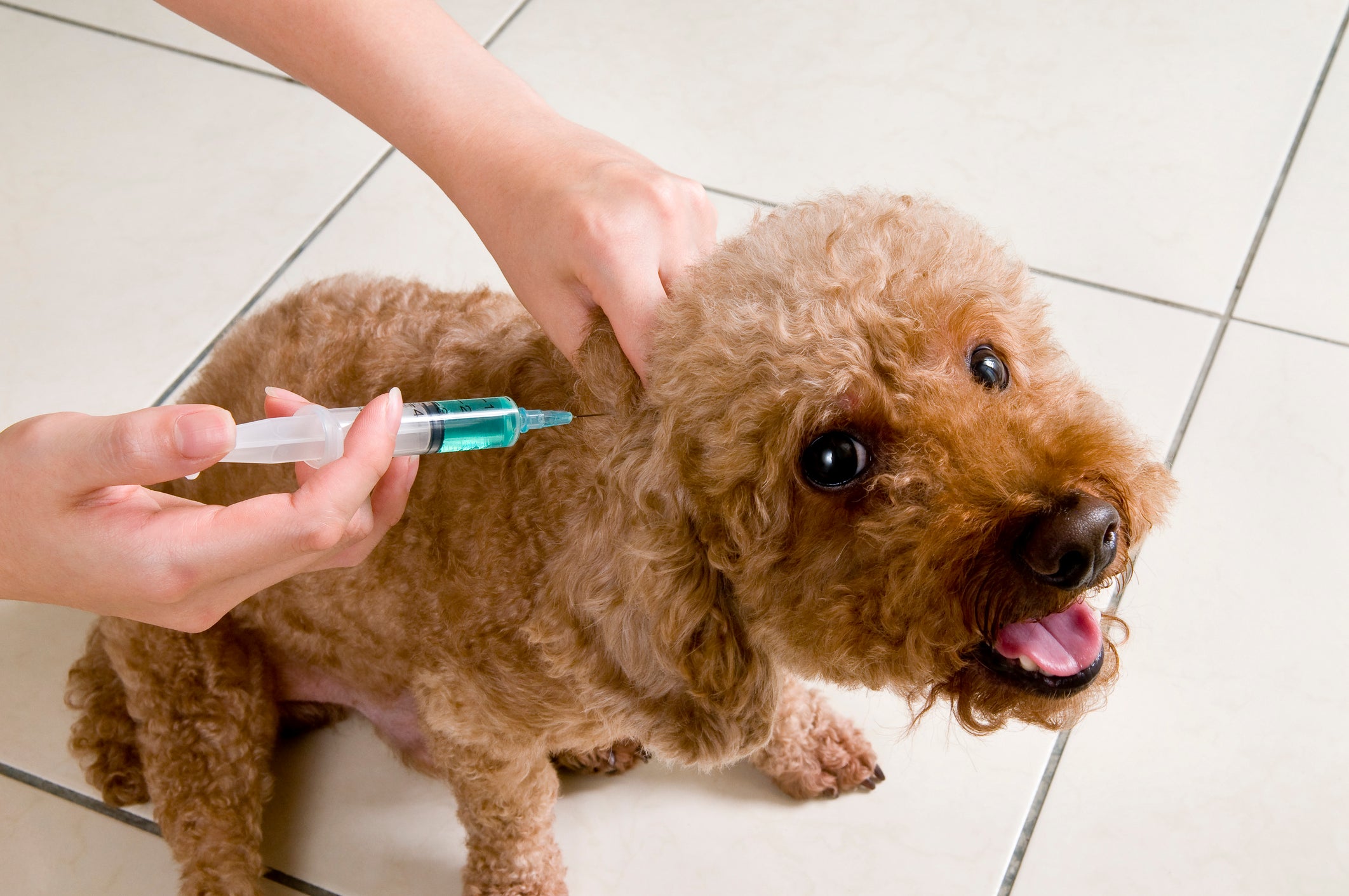 Cinomose em cachorro pode ser prevenida com a vacinação