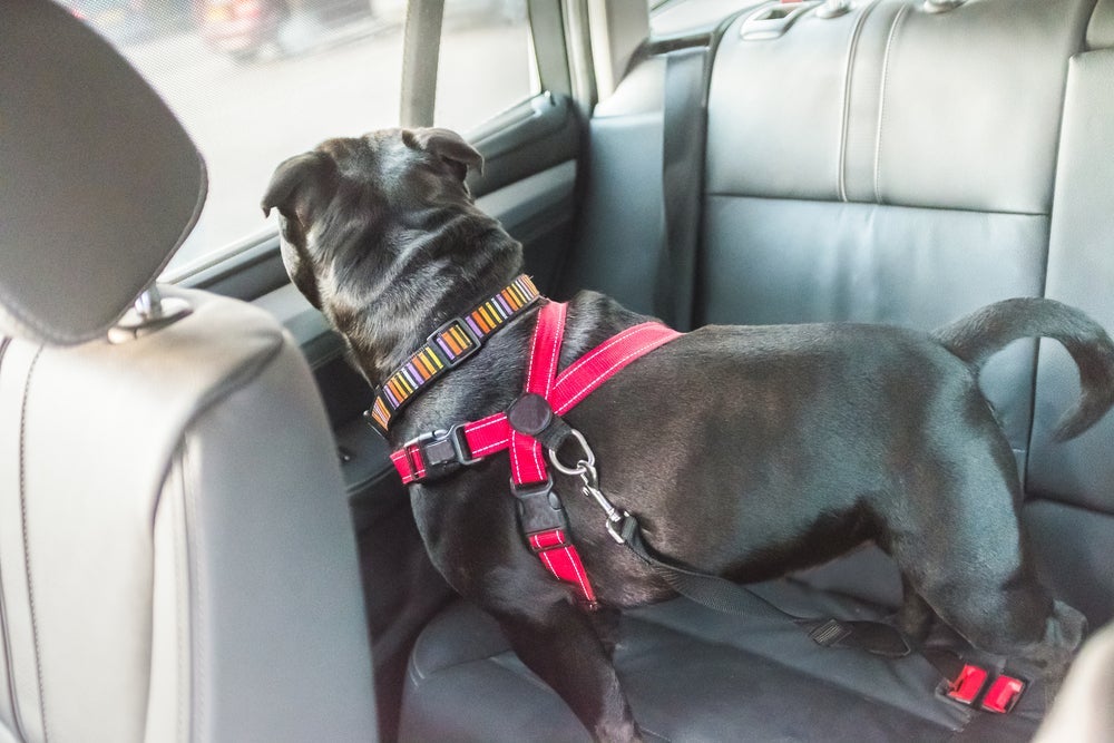 Cinto de segurança de cachorro: legislação não estabelece o uso do acessório, mas não permite que animais fiquem soltos no carro.