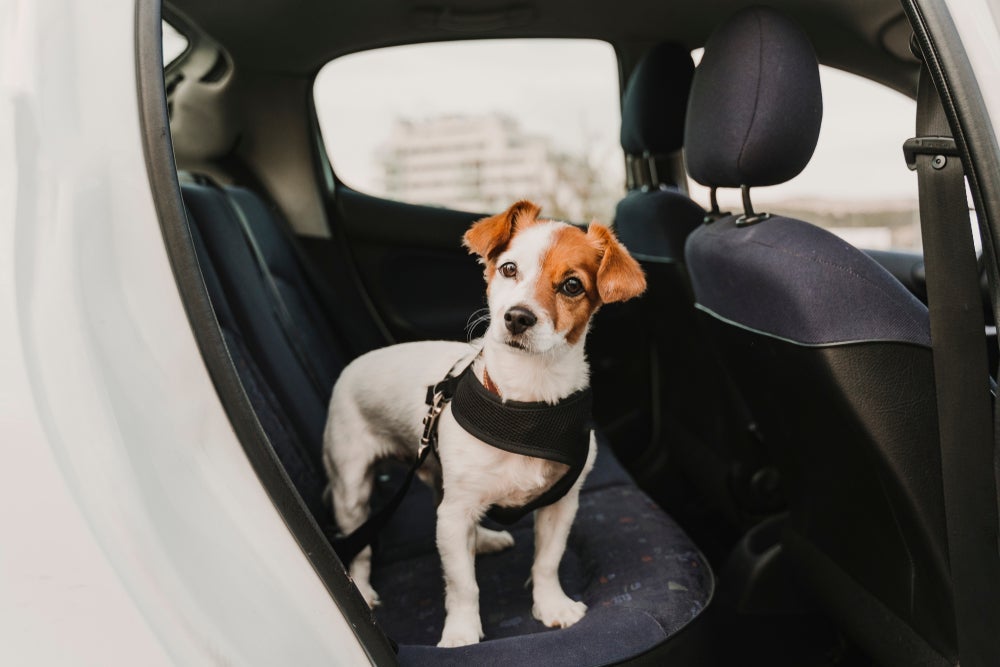 Em viagens de carro, o cinto de segurança para cães ajuda a manter a segurança do seu pet