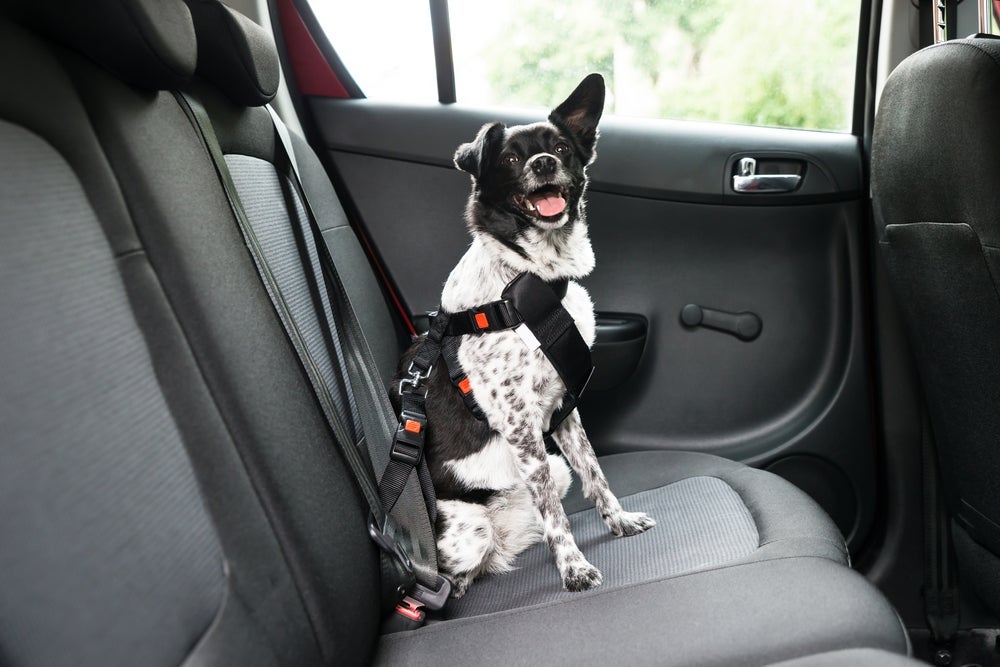 O cinto de segurança para cachorro promove mais segurança para o animal e passageiros