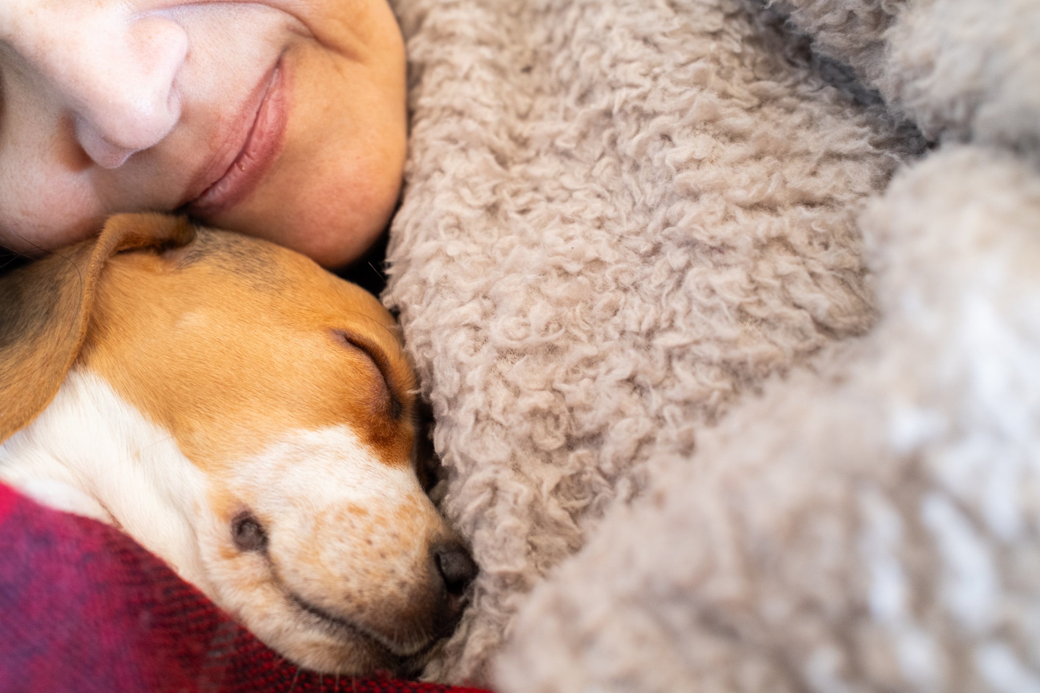 cachorro deitado perto de tutor