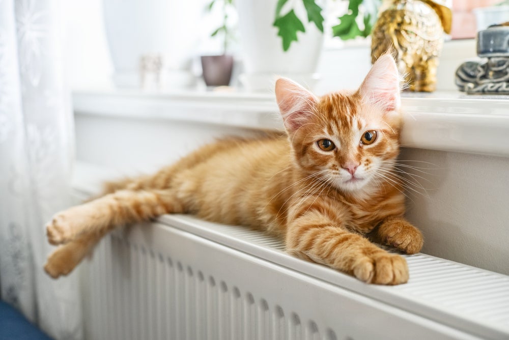 Durante o cio de gato, a fêmea adota posição de lordose e com as patas anteriores flexionadas