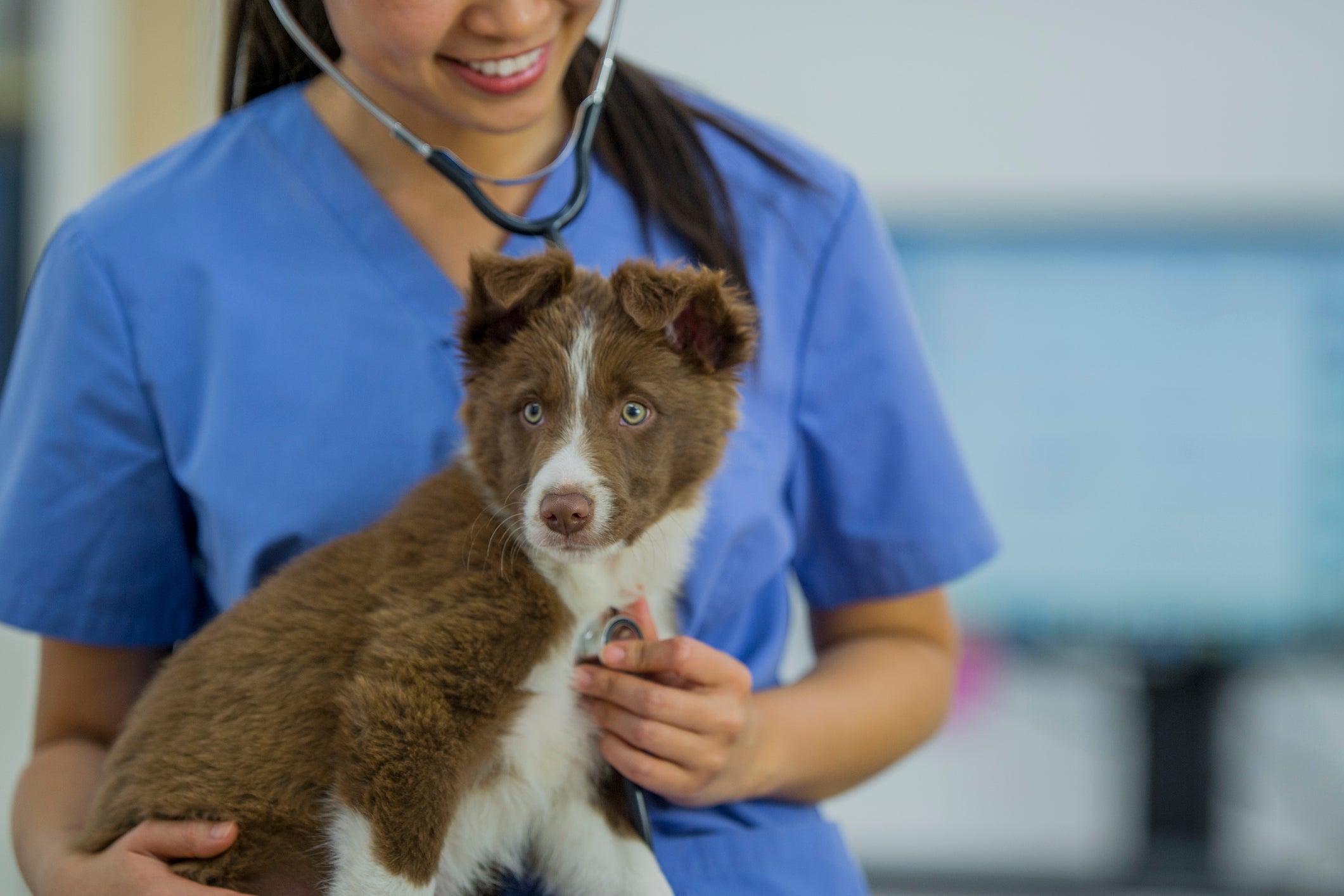 Agility: cachorro precisa ser consultado por médico veterinário antes de iniciar a prática esportiva