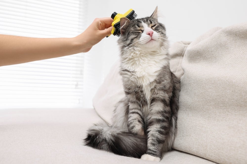 Escova coçadinha para gatos: os bichanos simplesmente adoram o acessório!