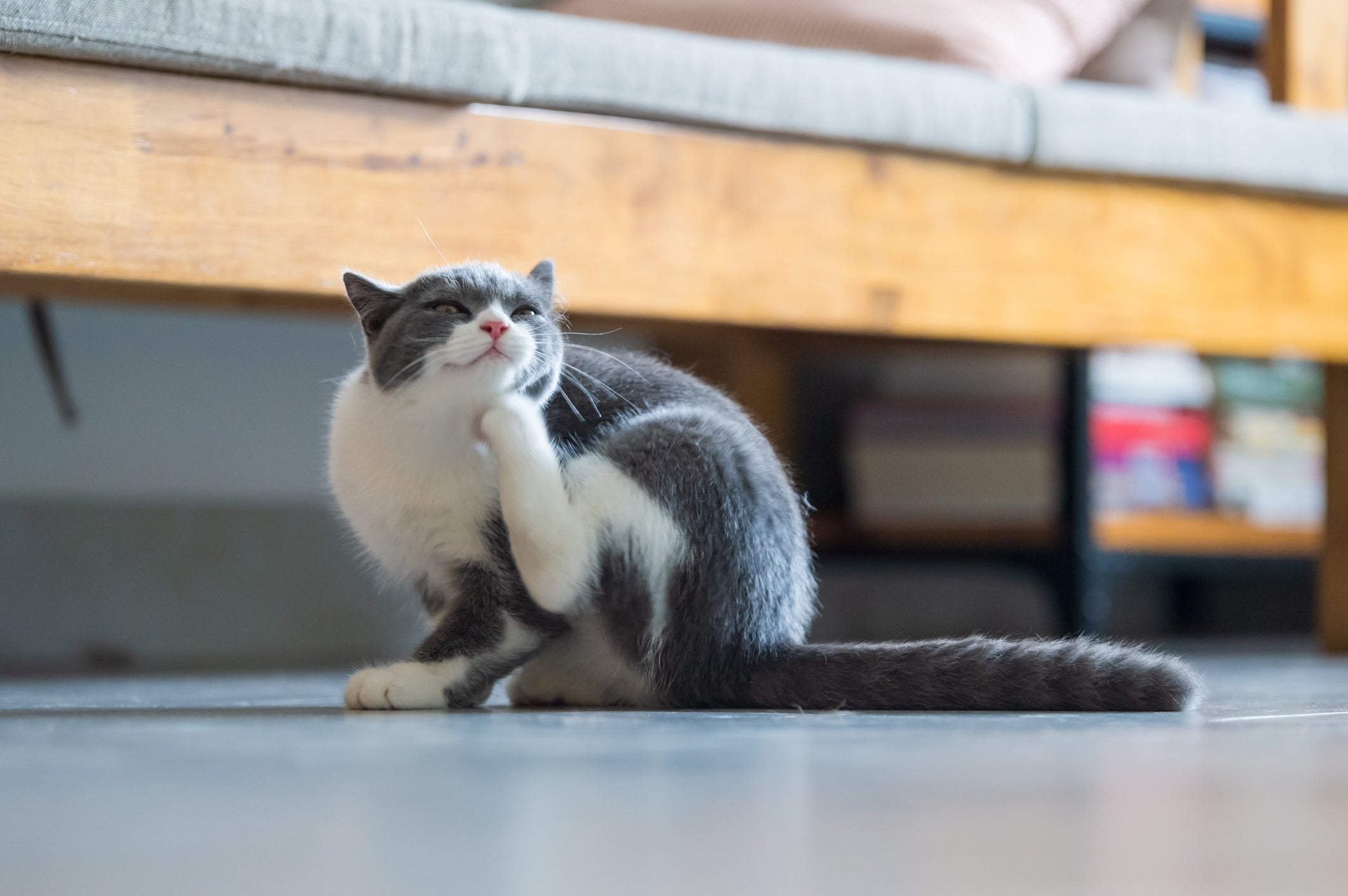 O gato com alergia na pele apresenta coceira, descamações, vermelhidão e queda de pelo